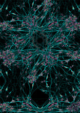 Load image into Gallery viewer, Florata